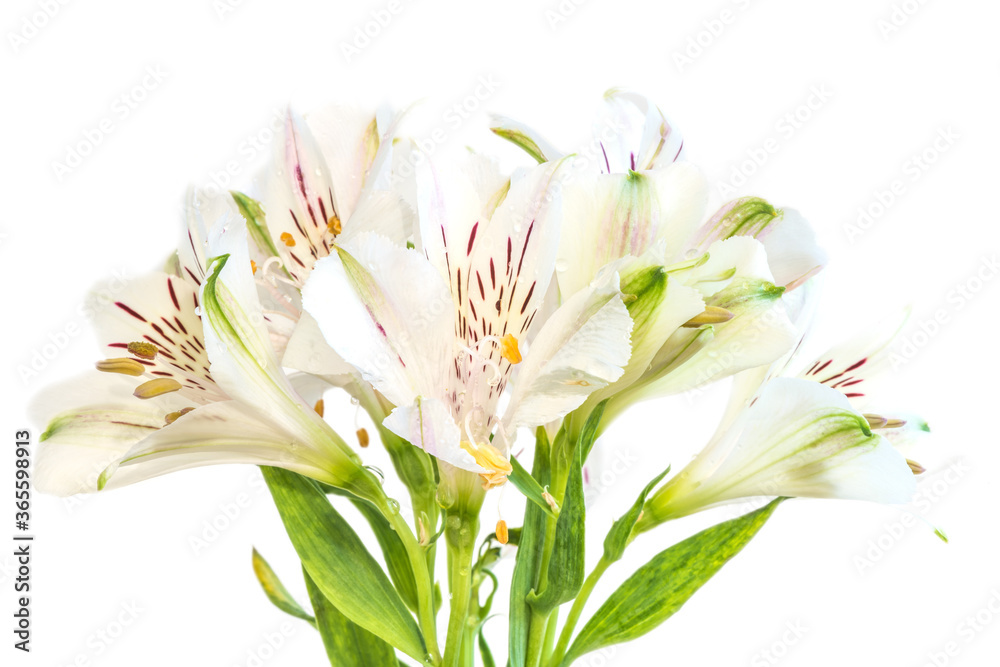 flower of Alstroemeria or Peruvian lily with stamens, close-up on a white background