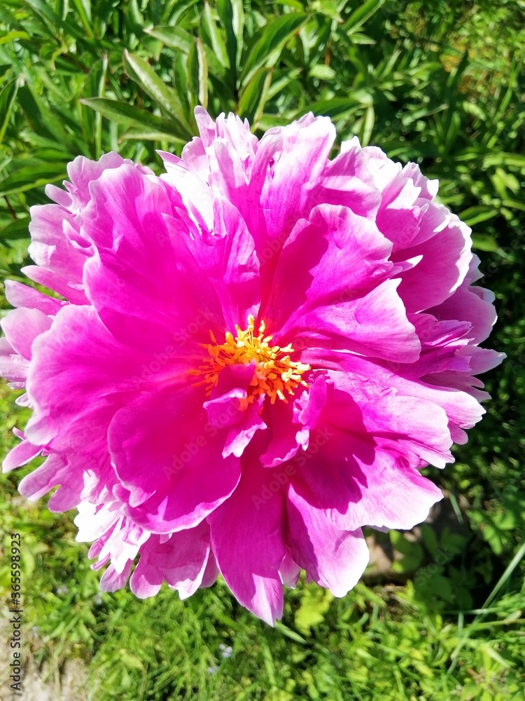 Obraz premium large blooming pink Terry peony with yellow stamens close-up. Flower desktop Wallpaper