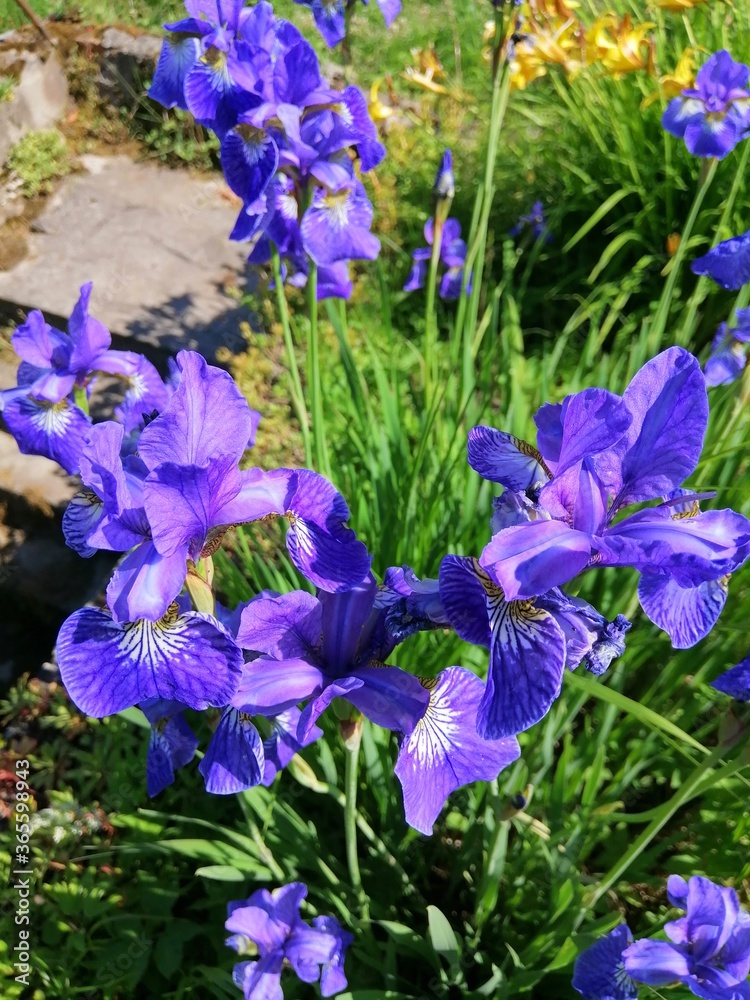 purple Siberian irises with long hanging petals on a Sunny summer day. Flower desktop wallpaper.garden flowers
