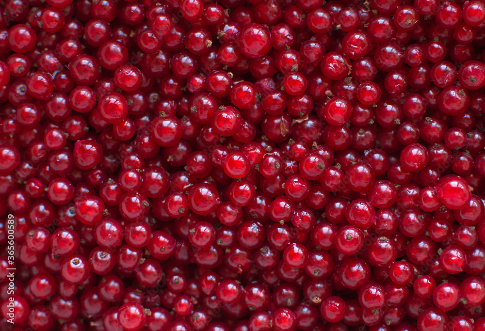 Berries of red currant in the top view. Background with red currants. Close-up of red berries Berries of red currant in the top view. Background with red currants. Close-up of red berries
