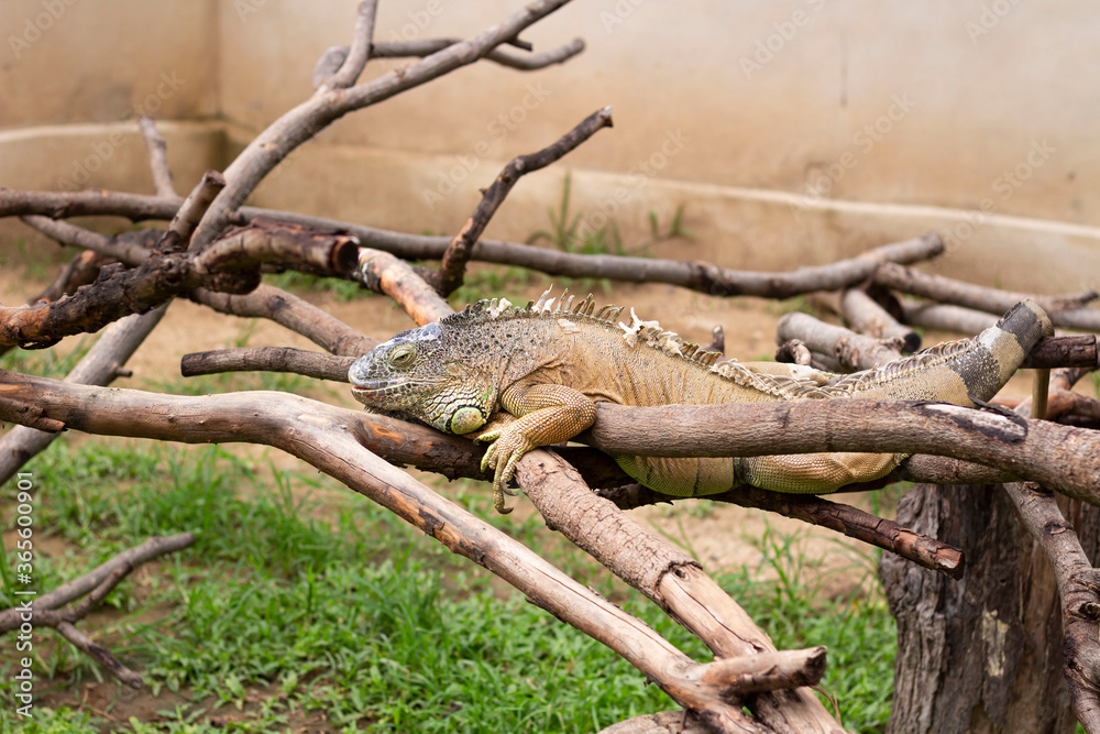 big iguana lying on the tree branch at Chiang Mai zoo, Chiang Mai, Thailand big iguana lying on the tree branch at Chiang Mai zoo, Chiang Mai, Thailand