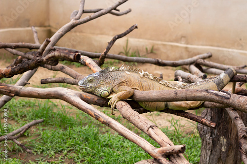 big iguana lying on the tree branch at Chiang Mai zoo, Chiang Mai, Thailand