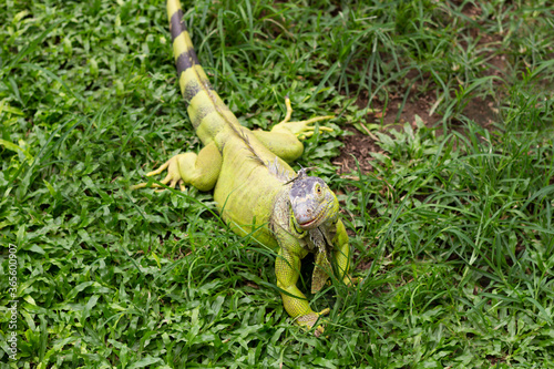 green iguana looking camera at Chiang Mai zoo, Chiang Mai, Thailand