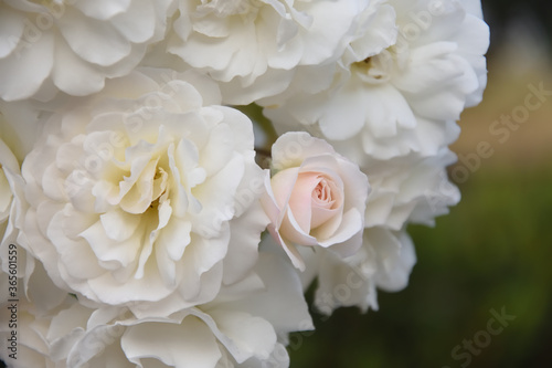 Photography Natural white floribunda roses in the garden