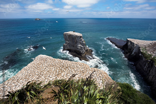 gannets on muriwai cliff, new zealand photo