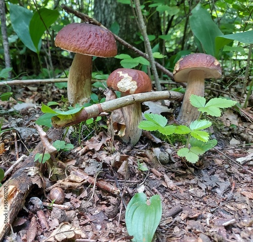 boletus edulis mushrooms