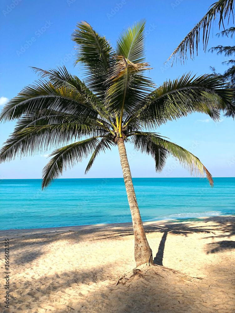 Beach and palm trees on the island of Phuket in Thailand