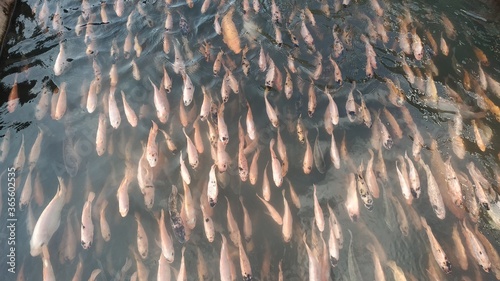 Hordes of tilapia in a clean urban river