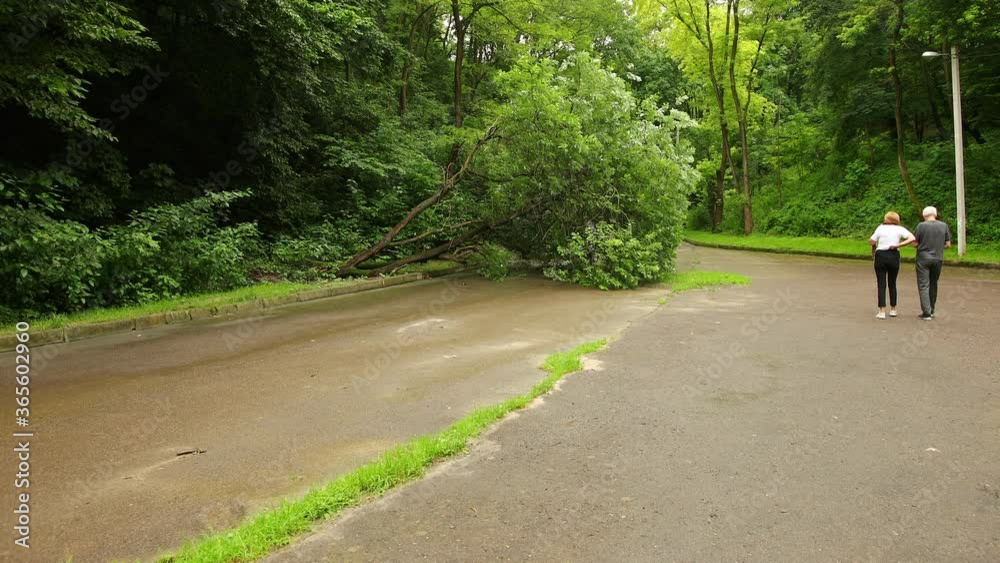 custom made wallpaper toronto digitalTree fell down in a city park summer asphalt path, branches shattered across route from fallen treelike, after thunderstorm, hurricane, blocked the road, consequence of storm. Forest.