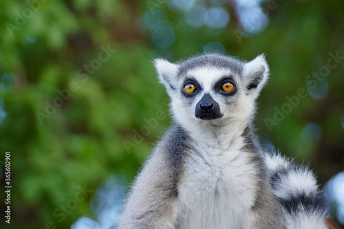 Ring-tailed lemur, Berenty Reserve, Madagascar