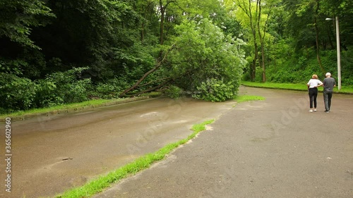 Wallpaper Mural Tree fell down in a city park summer asphalt path, branches shattered across route from fallen treelike, after thunderstorm, hurricane, blocked the road, consequence of storm. Forest. Torontodigital.ca