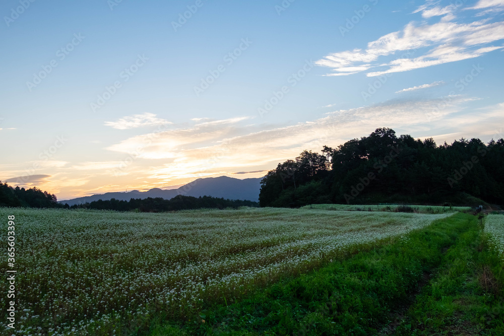 Obraz premium 蕎麦畑の向こうから昇る朝日
