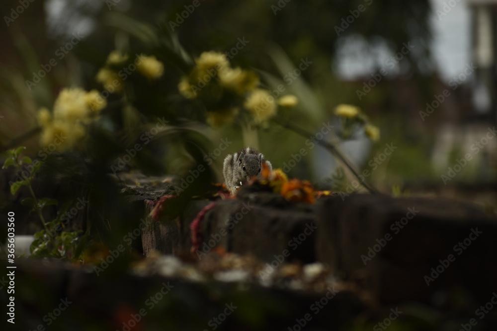 A beautiful photograph of a Squirrel in a garden. A beautiful photograph of a Squirrel in a garden.