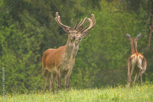 Red Deer (Cervus elaphus) stag. Wildlife in the Carpathians. Bieszczady Mts. Poland.