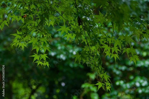 雨上がりの草木