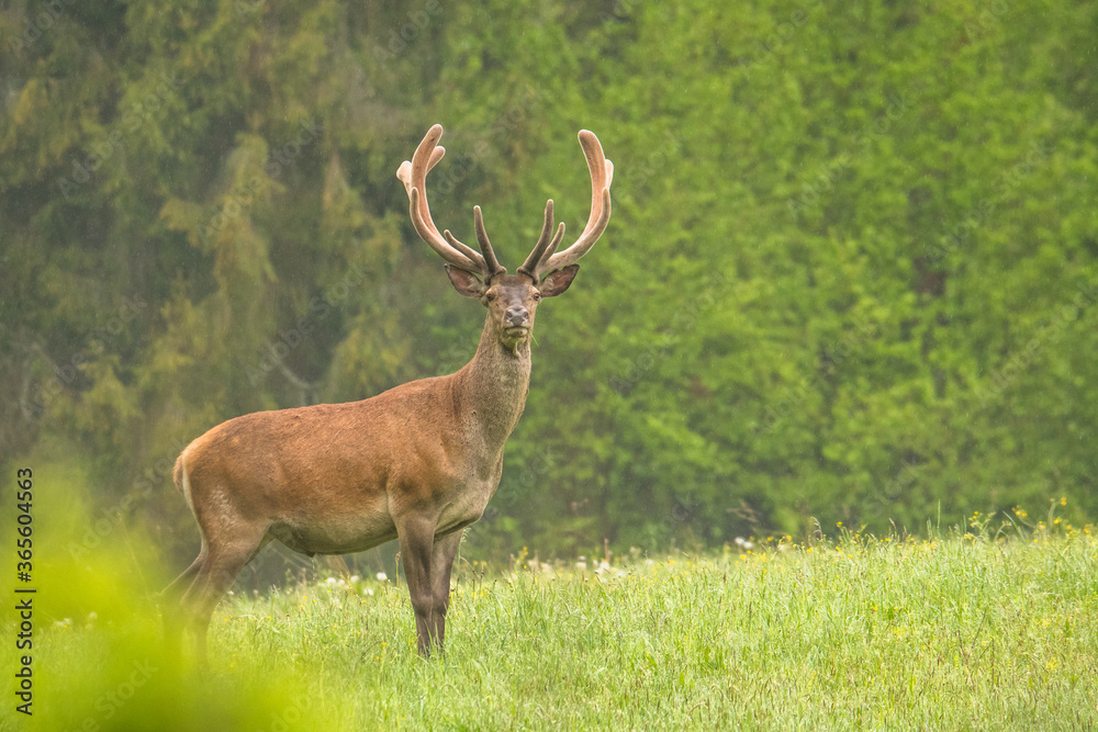 Fototapeta premium Red Deer (Cervus elaphus) stag. Wildlife in the Carpathians. Bieszczady Mts. Poland.