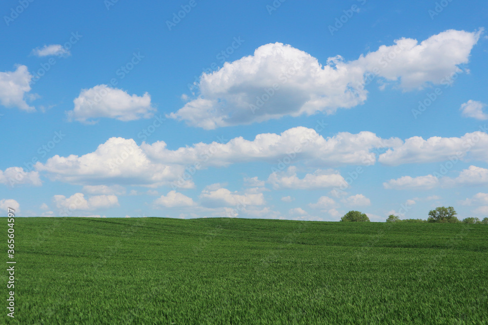 Belarusian landscape. Young rye fields and blue sky with white clouds. Belarusian landscape. Young rye fields and blue sky with white clouds.
