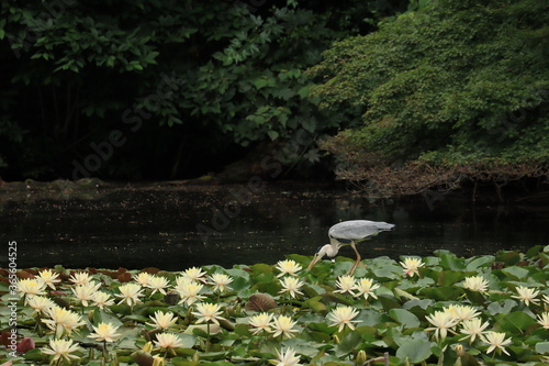water lilies and Gray Heron in Meiji shrine,japan,tokyo