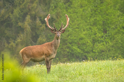 Fototapeta Naklejka Na Ścianę i Meble -  Red Deer (Cervus elaphus) stag. Wildlife in the Carpathians. Bieszczady Mts. Poland.