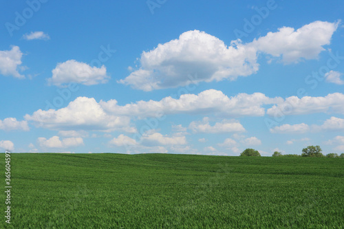 Belarusian landscape. Young rye fields and blue sky with white clouds.