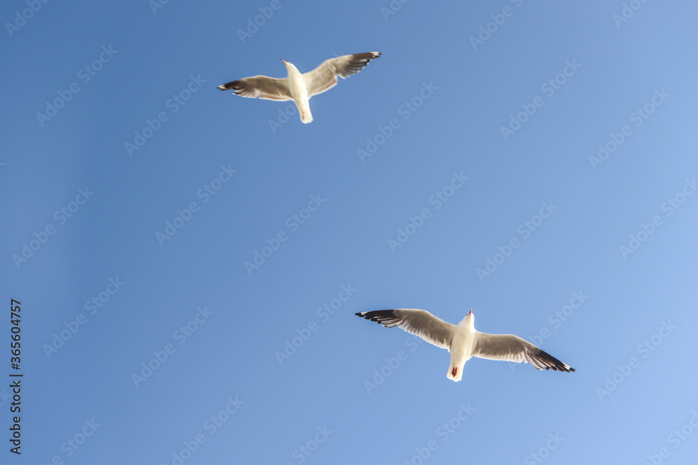 seagull in flight seagull in flight