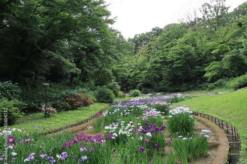Lris garden in Meiji shrine , japan,tokyo 