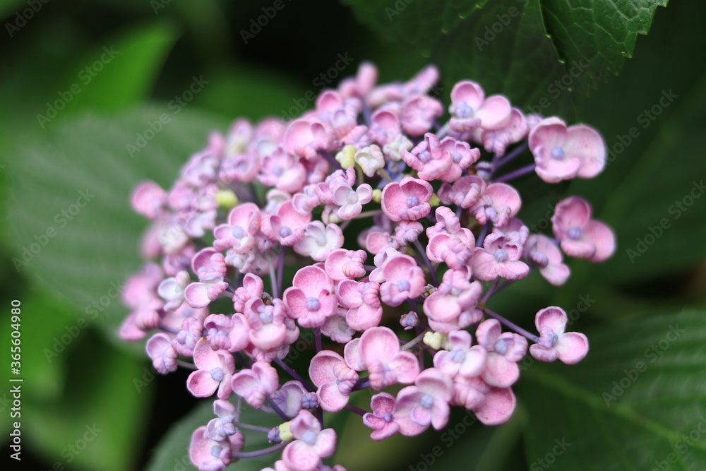 Hydrangeas in the park ,japan,tokyo Hydrangeas in the park ,japan,tokyo