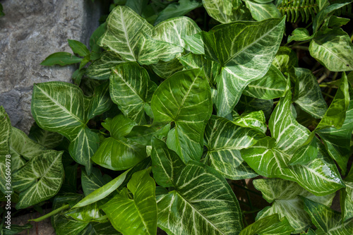 aglaonema