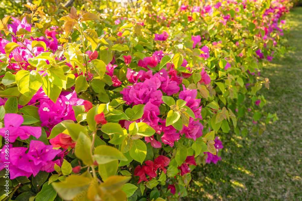 pink flowers in the garden