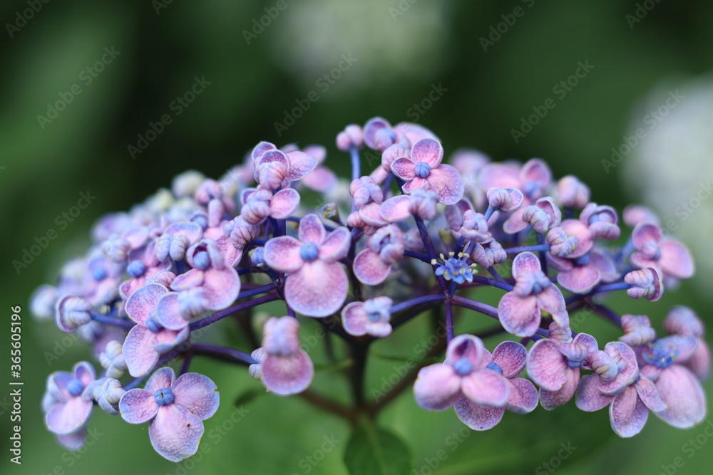 Hydrangeas in the park ,japan,tokyo Hydrangeas in the park ,japan,tokyo