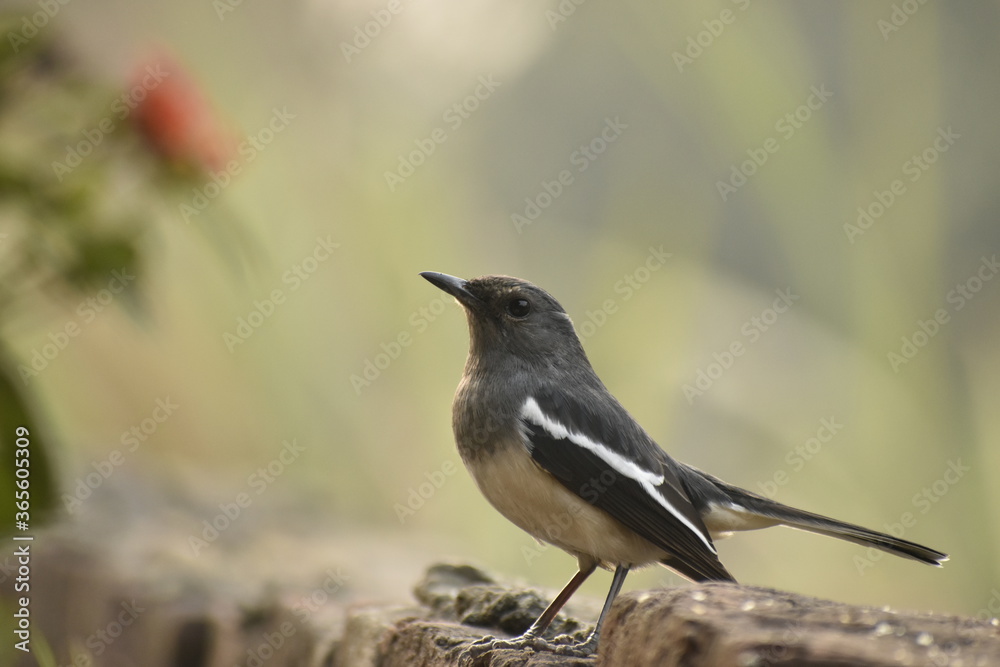 Beautiful photograph of a bird in a garden. Beautiful photograph of a bird in a garden.
