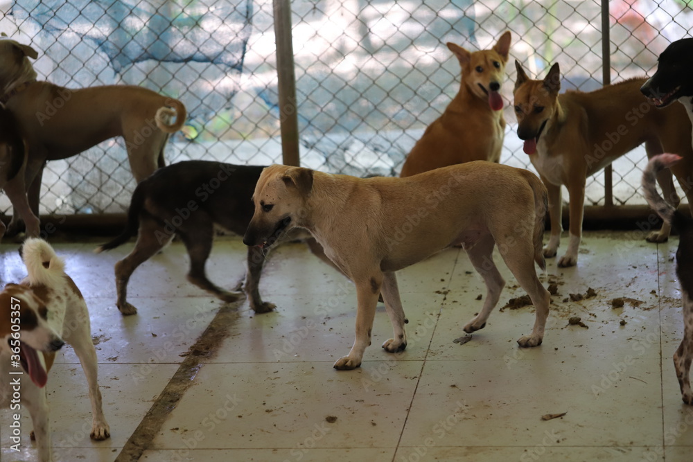Dog shelter in Thailand, Dog Rescue Dog shelter in Thailand, Dog Rescue