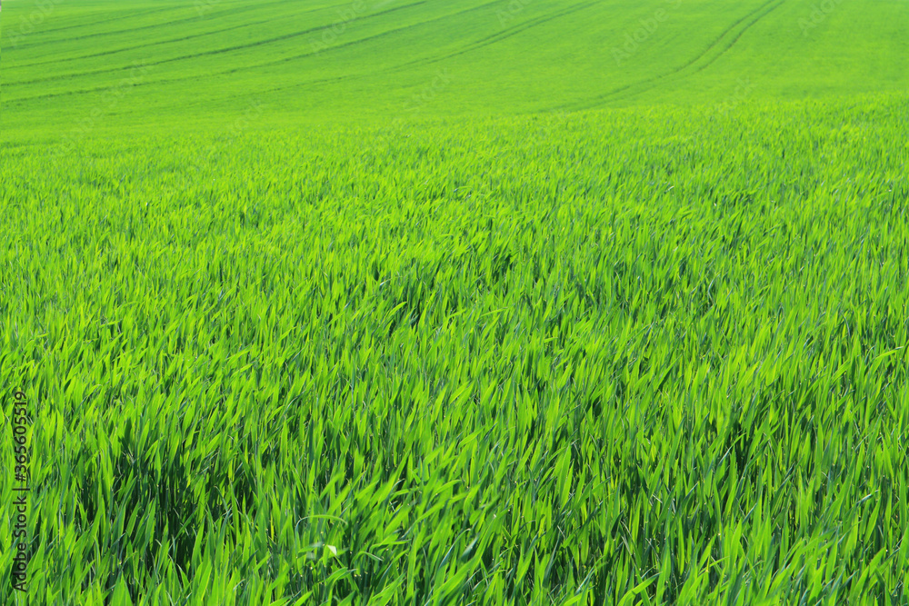 Young rye. Green field. Natural green background. Young rye. Green field. Natural green background.