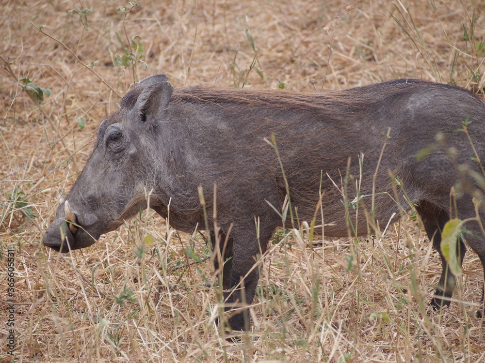 warthog in the wild