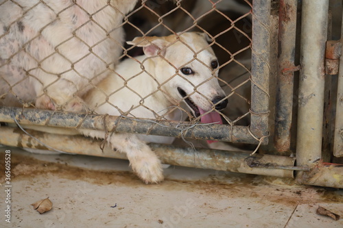 Dog shelter in Thailand, Dog Rescue