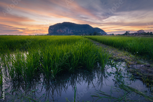 Фотография The famous historical Keriang Hill with paddy rice field on foreground and reflection of blue hour sky on the water just after sunset