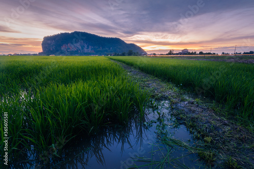 The famous historical Keriang Hill with paddy rice field on foreground and reflection of blue hour sky on the water just after sunset. Keriang Hill is located near Alor Setar, the capitalcity of Kedah
