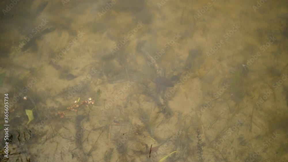Water beetle swims in the river near the shore Water beetle swims in the river near the shore
