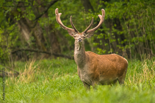 Red Deer  Cervus elaphus  stag. Wildlife in the Carpathians. Bieszczady Mts. Poland.