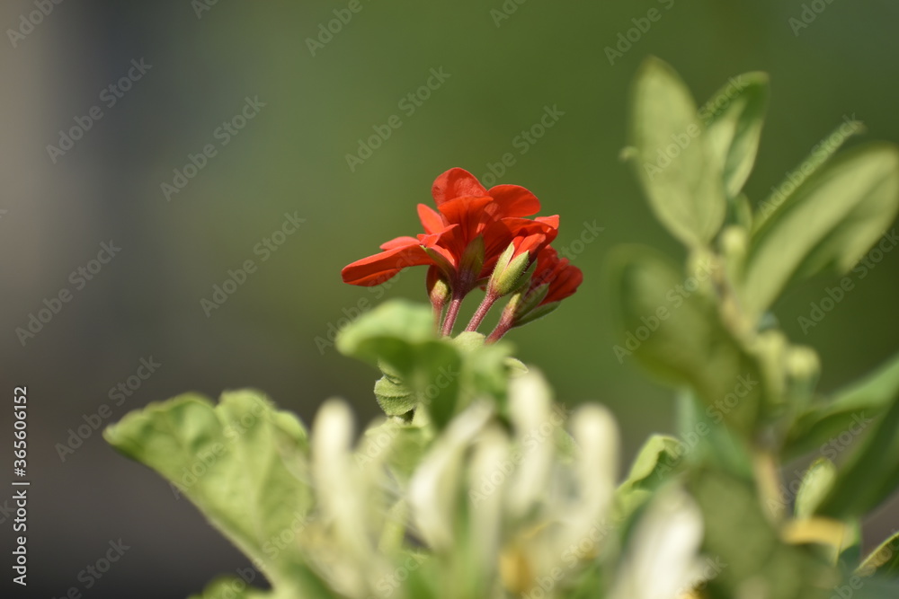 A beautiful closeup photograph of flowers. A beautiful closeup photograph of flowers.