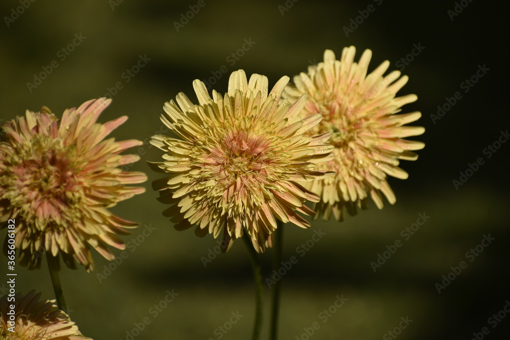A beautiful closeup photograph of flowers. A beautiful closeup photograph of flowers.
