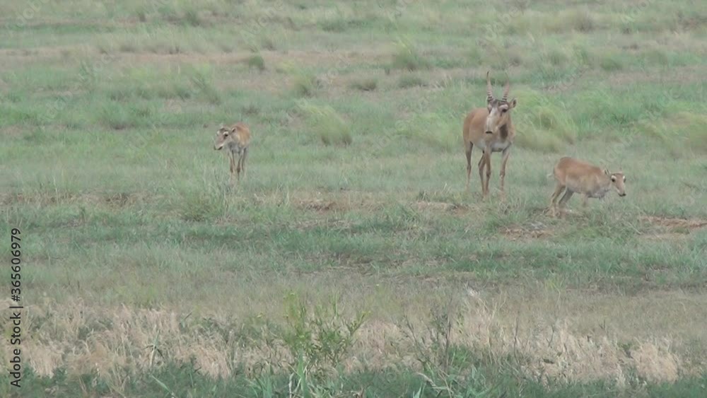 Kalmykia, nature reserve. Saigas in the steppe. Kalmykia, nature reserve. Saigas in the steppe.