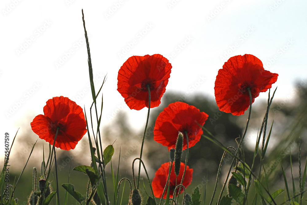 Obraz premium Poppies flowering Latin papaver rhoeas with the light behind in Italy in Springtime a remembrance flower for war dead and veterans November 11, Anzac Day, April 25, VE day, VJ day and remembrance days