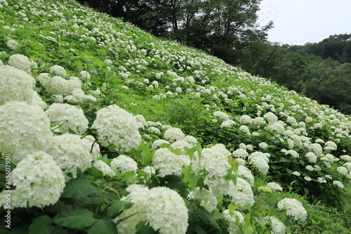 Hydrangeas in the park ,japan,tokyo photo