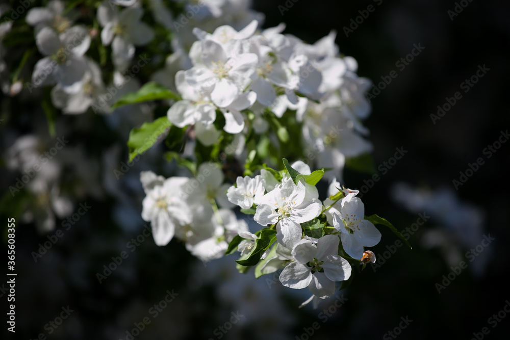 spring flowering trees in soft morning light