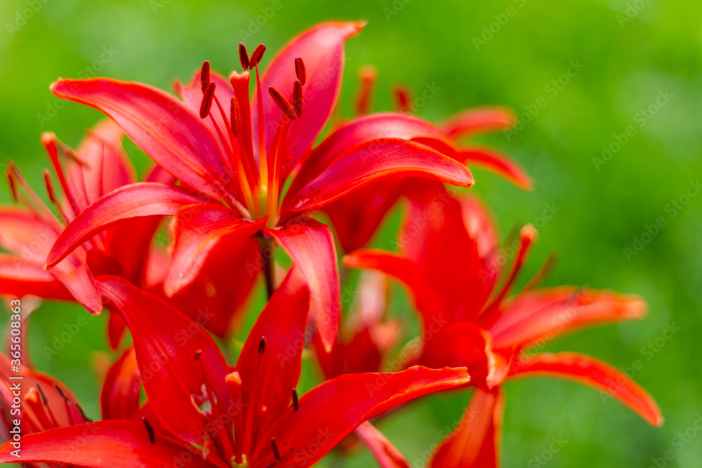 Beautiful lilies on a background of green leaves. Lilium longiflorum flowers in the garden Beautiful lilies on a background of green leaves. Lilium longiflorum flowers in the garden