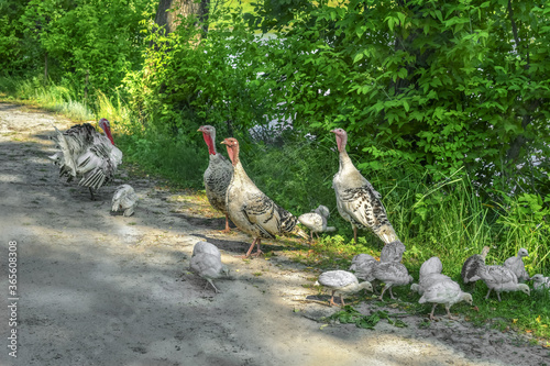 Photography Family of domestic turkeys on the shore of a  pond  graze free-range