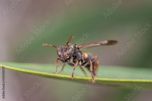 macro of a wasp