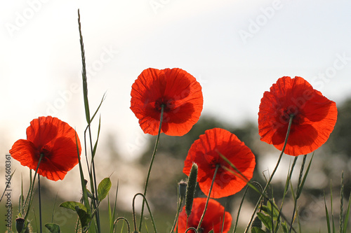 Poppies flowering Latin papaver rhoeas with the light behind in Italy in Springtime a remembrance flower for war dead and veterans November 11, Anzac Day, April 25, VE day, VJ day and remembrance days photo