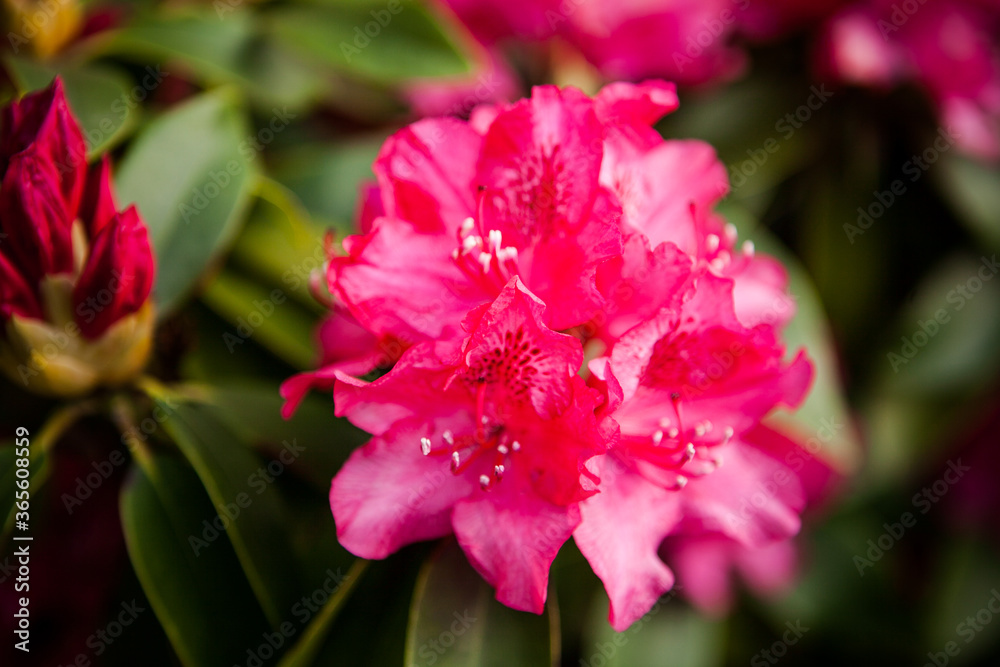 Rhododendron in spring, magenta flowers close up
Rhododendron in spring, magenta flowers close up